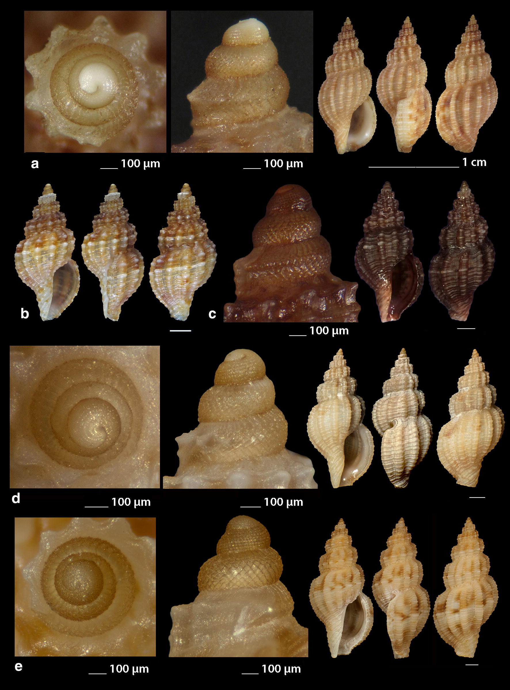 The family Raphitomidae (Mollusca: Gastropoda: Conoidea) in the Greek Seas with the description of two new species.