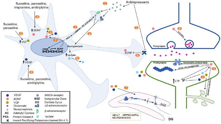 Effects of Monoamines and Antidepressants on Astrocyte Physiology: Implications for Monoamine Hypothesis of Depression.