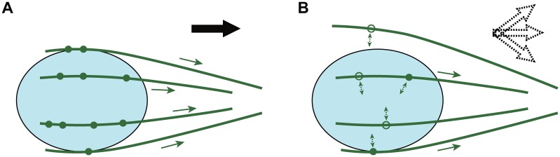 Dynamic Interaction Between Microtubules and the Nucleus Regulates Nuclear Movement During Neuronal Migration.