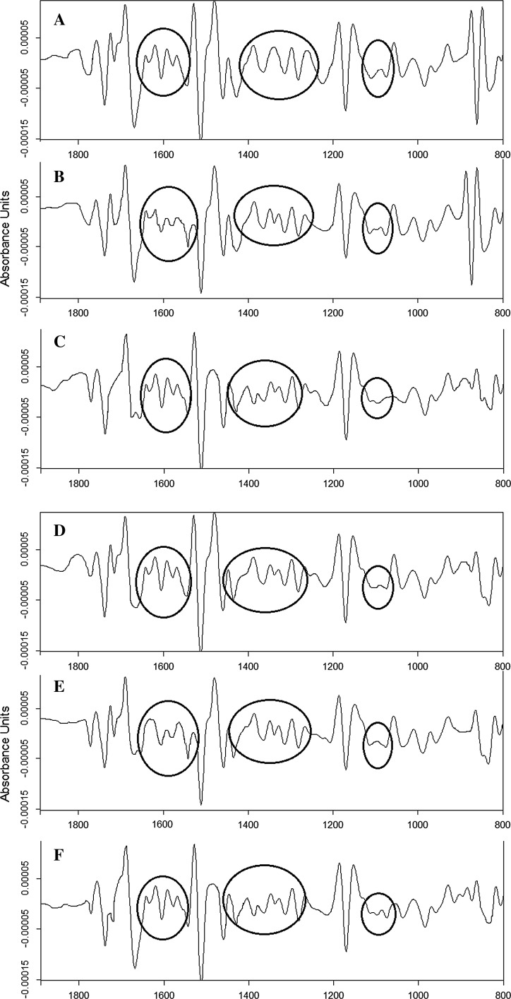 Identification of birch pollen species using FTIR spectroscopy