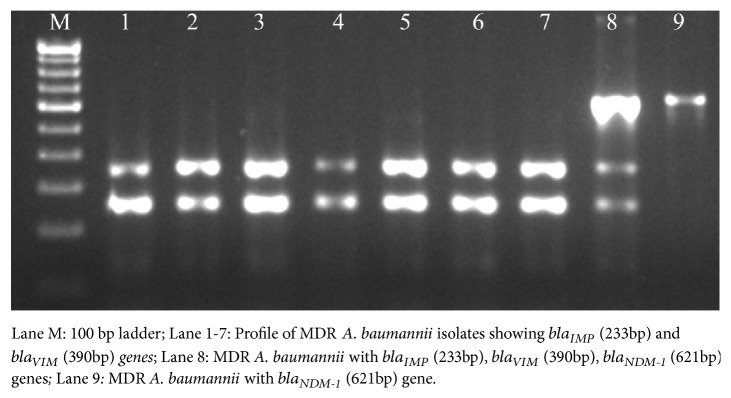 High Prevalence and Endemicity of Multidrug Resistant <i>Acinetobacter</i> spp. in Intensive Care Unit of a Tertiary Care Hospital, Varanasi, India.