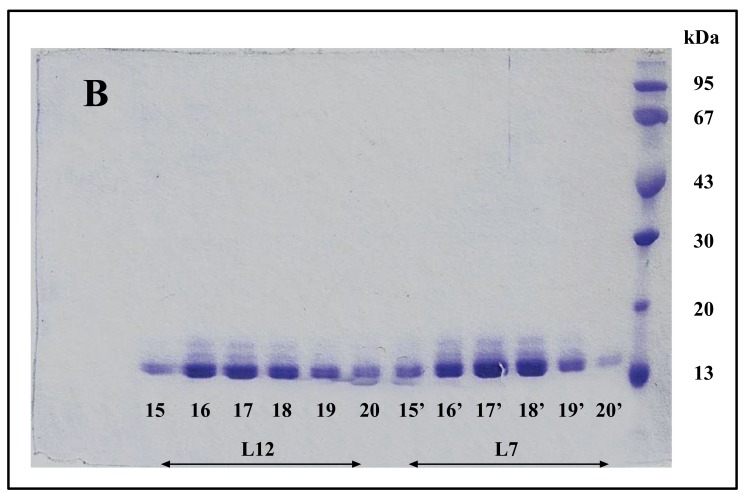 RpbL12 Assists Catalysis by Correctly Positioning the Incoming Aminoacyl-tRNA in the A-Site of <i>E. coli</i> 70S Ribosomes.