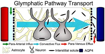 The Brain's Waste-Removal System.