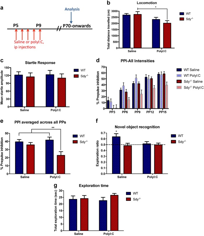 Schizophrenia-related dysbindin-1 gene is required for innate immune response and homeostasis in the developing subventricular zone.