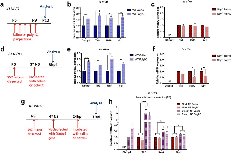 Schizophrenia-related dysbindin-1 gene is required for innate immune response and homeostasis in the developing subventricular zone.