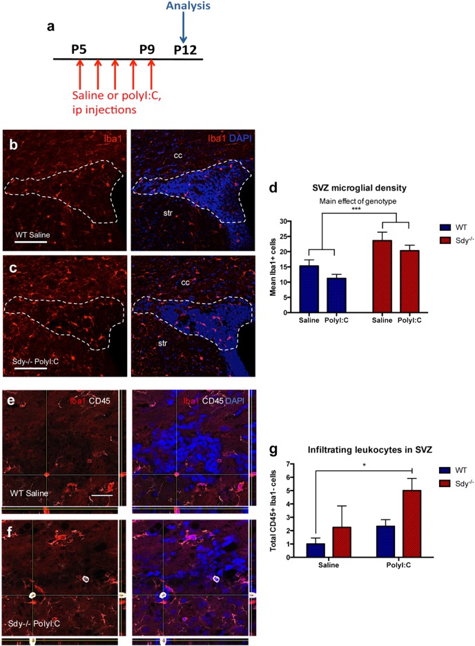 Schizophrenia-related dysbindin-1 gene is required for innate immune response and homeostasis in the developing subventricular zone.