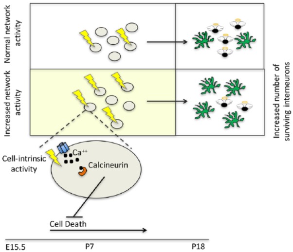 Homeostatic Regulation of Interneuron Apoptosis During Cortical Development.