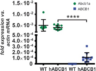 Humanization of the Blood-Brain Barrier Transporter ABCB1 in Mice Disrupts Genomic Locus - Lessons from Three Unsuccessful Approaches.