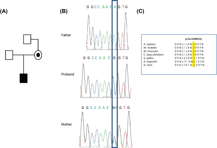 A novel variant in <i>TAF1</i> affects gene expression and is associated with X-linked <i>TAF1</i> intellectual disability syndrome.