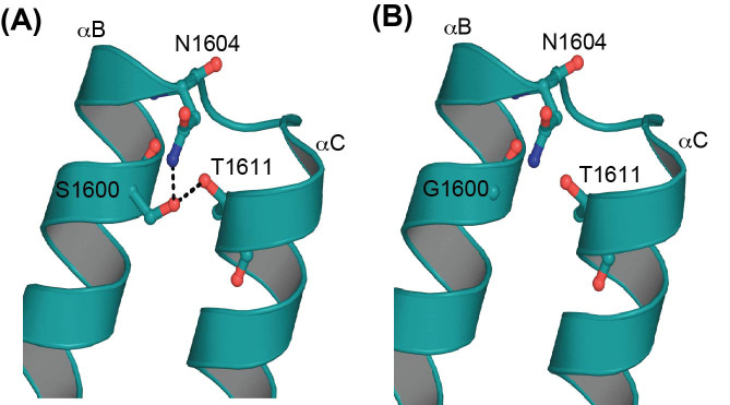 A novel variant in <i>TAF1</i> affects gene expression and is associated with X-linked <i>TAF1</i> intellectual disability syndrome.