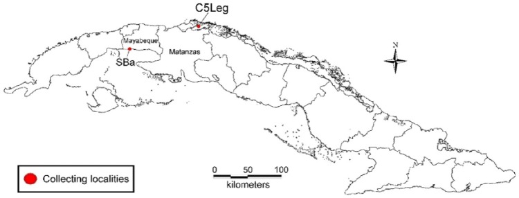 Description of a New Genus and New Species of Soft Scale Insect (Hemiptera: Coccomorpha: Coccidae) from Cuba.