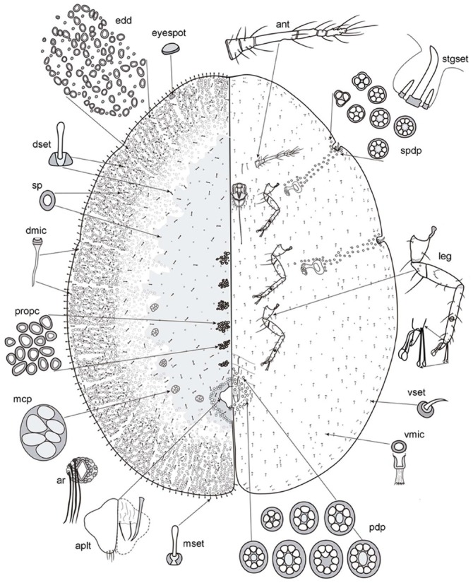 Description of a New Genus and New Species of Soft Scale Insect (Hemiptera: Coccomorpha: Coccidae) from Cuba.