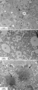 Gold nanoparticle trophic transfer from natural biofilm to grazer fish