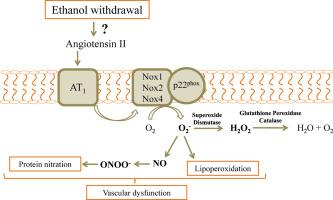 Ethanol withdrawal increases blood pressure and vascular oxidative stress: a role for angiotensin type 1 receptors