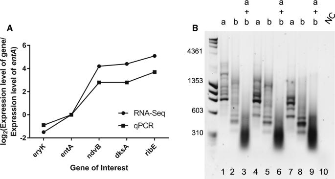 Coincidence cloning recovery of Brucella melitensis RNA from goat tissues: advancing the in vivo analysis of pathogen gene expression in brucellosis