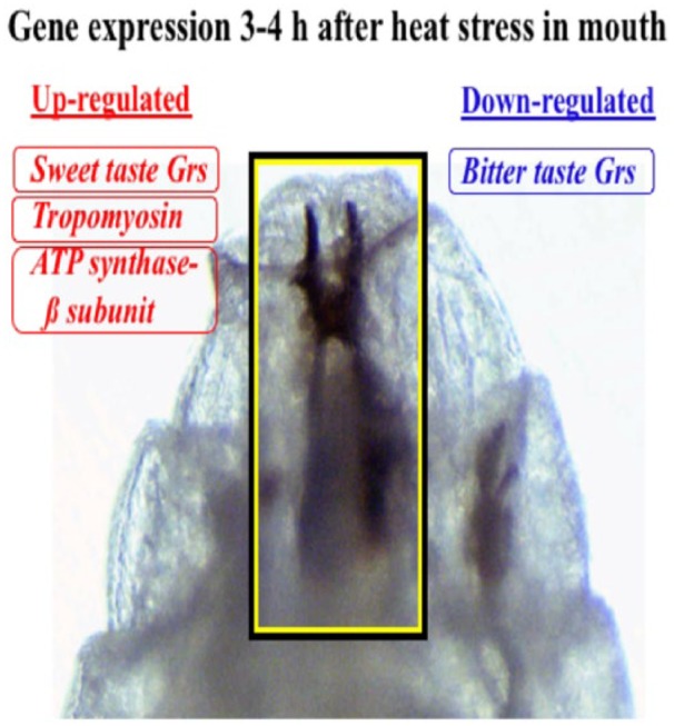 Comments to Recent Studies Showing Systemic Mechanisms Enabling <i>Drosophila</i> Larvae to Recover From Stress-Induced Damages.