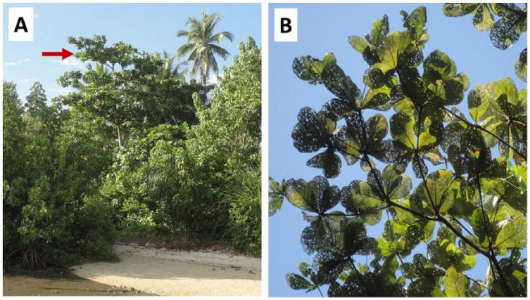 Leaf Damage by Phytophagous Beetles alters <i>Terminalia catappa</i> Green and Senesced Leaf Chemistry.