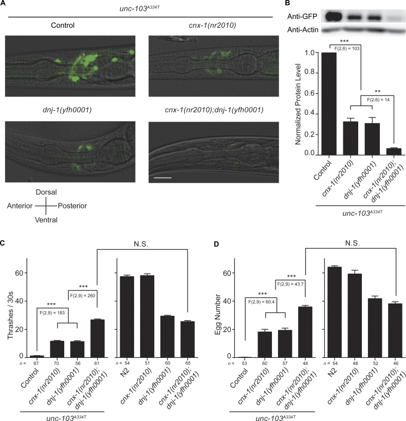 A forward genetic screen identifies chaperone CNX-1 as a conserved biogenesis regulator of <i>ERG</i> K<sup>+</sup> channels.