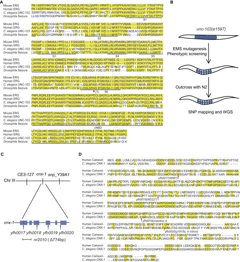 A forward genetic screen identifies chaperone CNX-1 as a conserved biogenesis regulator of <i>ERG</i> K<sup>+</sup> channels.