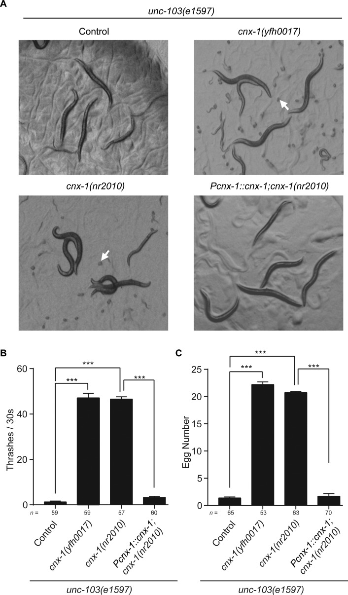 A forward genetic screen identifies chaperone CNX-1 as a conserved biogenesis regulator of <i>ERG</i> K<sup>+</sup> channels.