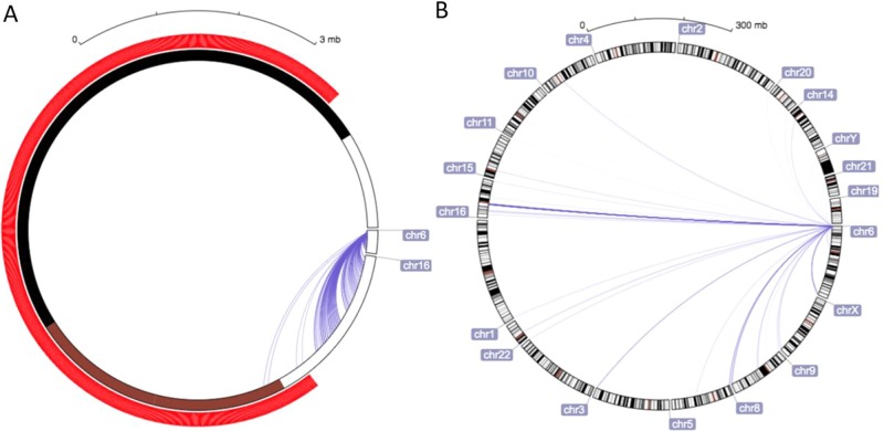 Genetic vulnerability to DUSP22 promoter hypermethylation is involved in the relation between in utero famine exposure and schizophrenia.