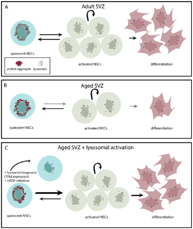 Enhancing Lysosomal Activation Restores Neural Stem Cell Function During Aging.