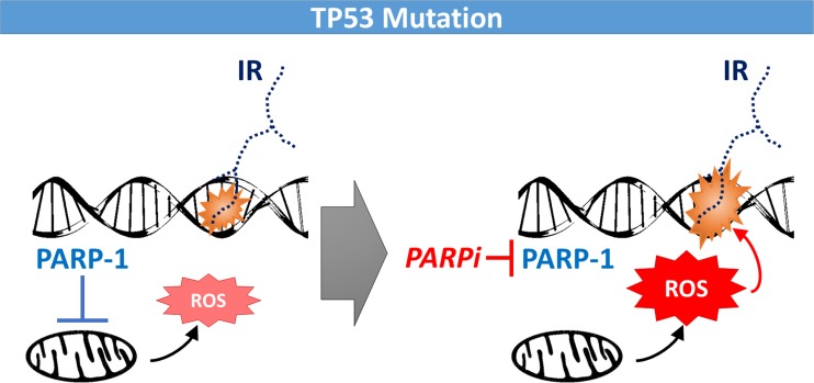 TP53 mutation status: emerging biomarker for precision radiation medicine?