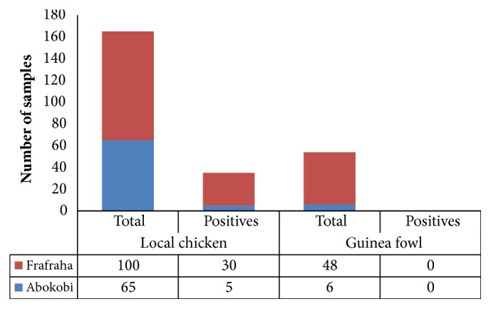 Serological and Molecular Surveillance of Infectious Bronchitis Virus Infection in Free-Range Chickens and Guinea Fowls in the Ga-East District of Ghana.