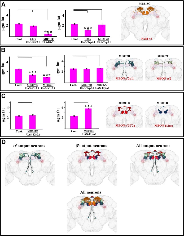 Identification and characterization of mushroom body neurons that regulate fat storage in Drosophila.