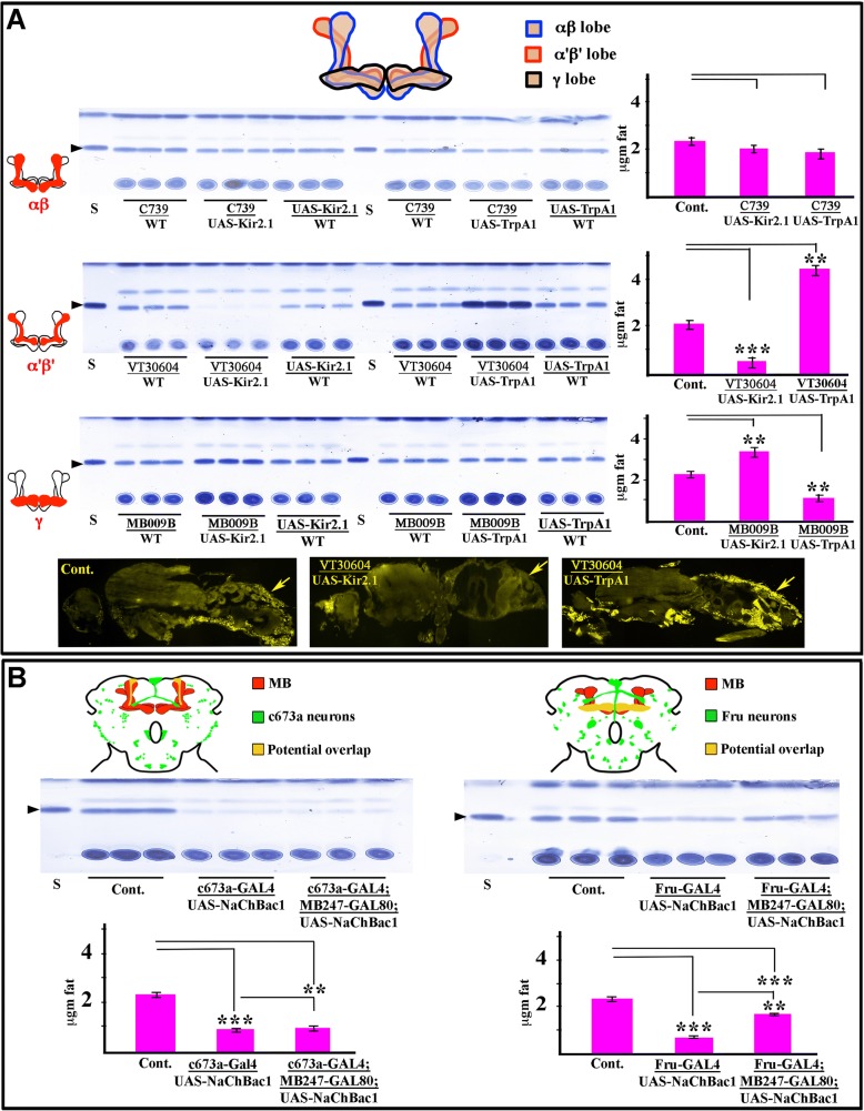 Identification and characterization of mushroom body neurons that regulate fat storage in Drosophila.