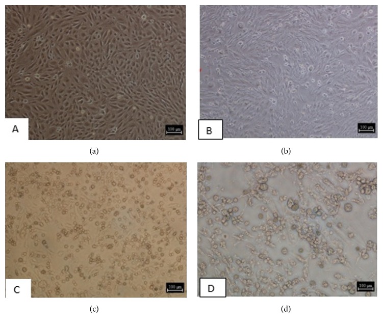 Dermatopathology of Orf Virus (Malaysian Isolates) in Mice Experimentally Inoculated at Different Sites with and without Dexamethasone Administration.