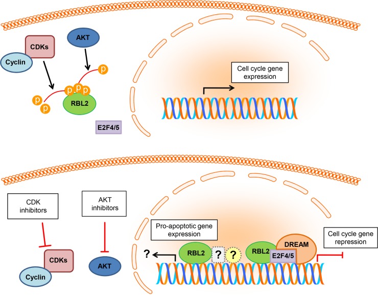 RBL2/p130: a direct AKT substrate and mediator of AKT inhibition-induced apoptosis.