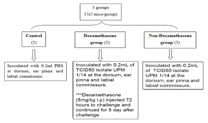 Dermatopathology of Orf Virus (Malaysian Isolates) in Mice Experimentally Inoculated at Different Sites with and without Dexamethasone Administration.