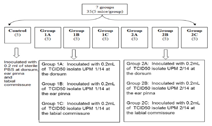 Dermatopathology of Orf Virus (Malaysian Isolates) in Mice Experimentally Inoculated at Different Sites with and without Dexamethasone Administration.