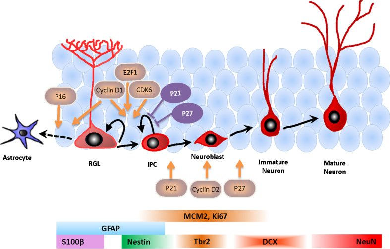 Regulation of Adult Neurogenesis by the Fragile X Family of RNA Binding Proteins.