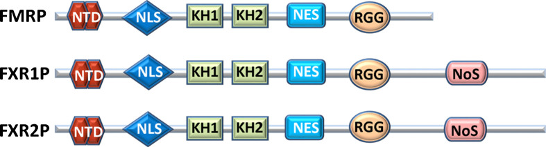 Regulation of Adult Neurogenesis by the Fragile X Family of RNA Binding Proteins.