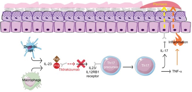 Profile of tildrakizumab-asmn in the treatment of moderate-to-severe plaque psoriasis: evidence to date.