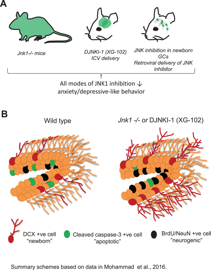 JNK Regulation of Depression and Anxiety.