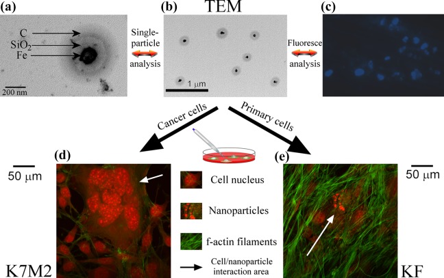 Astromimetics: The dawn of a new era for (bio)materials science?