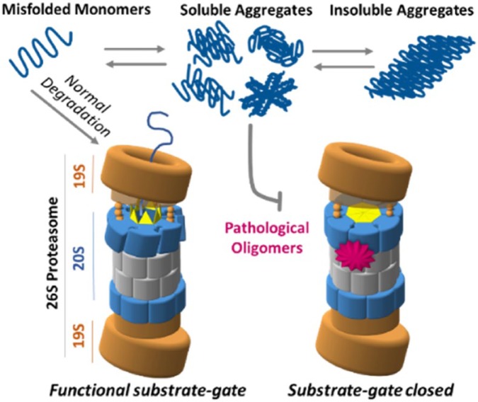 Could a Common Mechanism of Protein Degradation Impairment Underlie Many Neurodegenerative Diseases?