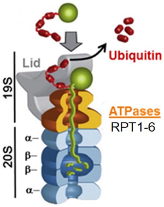 Could a Common Mechanism of Protein Degradation Impairment Underlie Many Neurodegenerative Diseases?