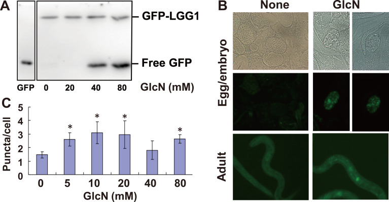 Glucosamine Extends the Lifespan of <i>Caenorhabditis elegans</i> via Autophagy Induction.