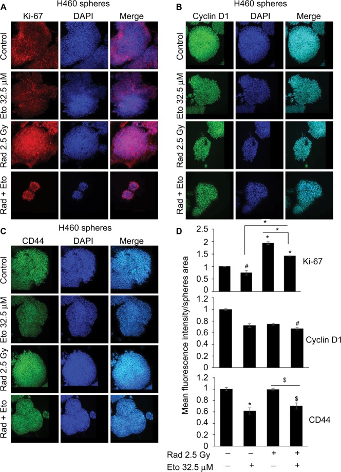 A novel approach to target hypoxic cancer cells via combining β-oxidation inhibitor etomoxir with radiation.