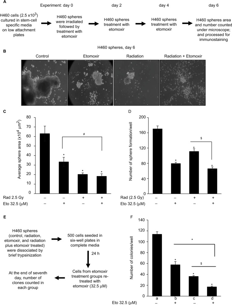 A novel approach to target hypoxic cancer cells via combining β-oxidation inhibitor etomoxir with radiation.