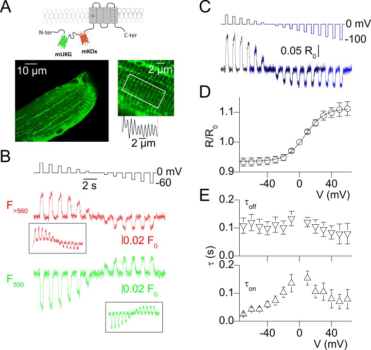 Tracking the sarcoplasmic reticulum membrane voltage in muscle with a FRET biosensor.