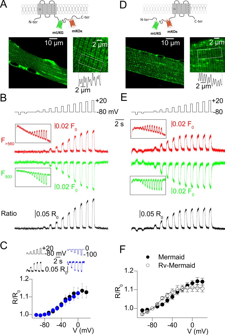 Tracking the sarcoplasmic reticulum membrane voltage in muscle with a FRET biosensor.