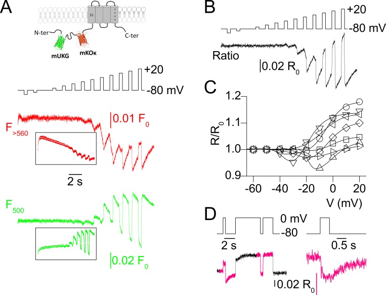 Tracking the sarcoplasmic reticulum membrane voltage in muscle with a FRET biosensor.