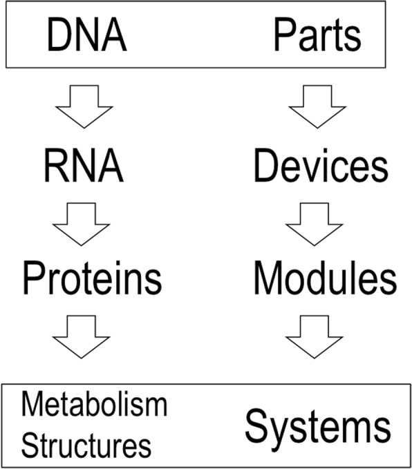 Evolutionary tinkering vs. rational engineering in the times of synthetic biology.