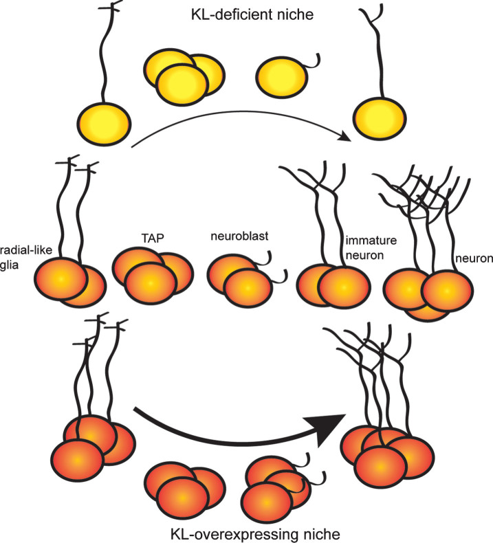 Klotho, the Key to Healthy Brain Aging?