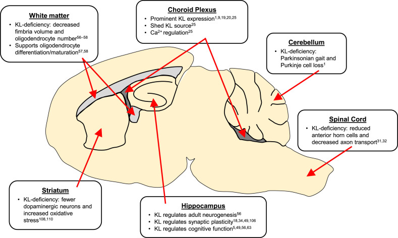 Klotho, the Key to Healthy Brain Aging?